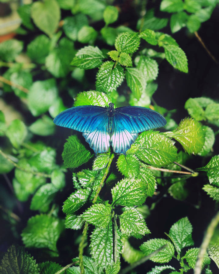Download free hd wallpaper of butterfly : Download, Latest, HD ...